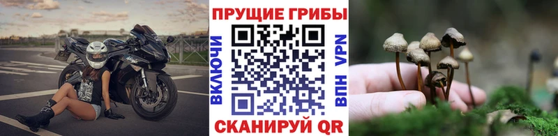 Псилоцибиновые грибы прущие грибы  даркнет сайт  Горбатов 
